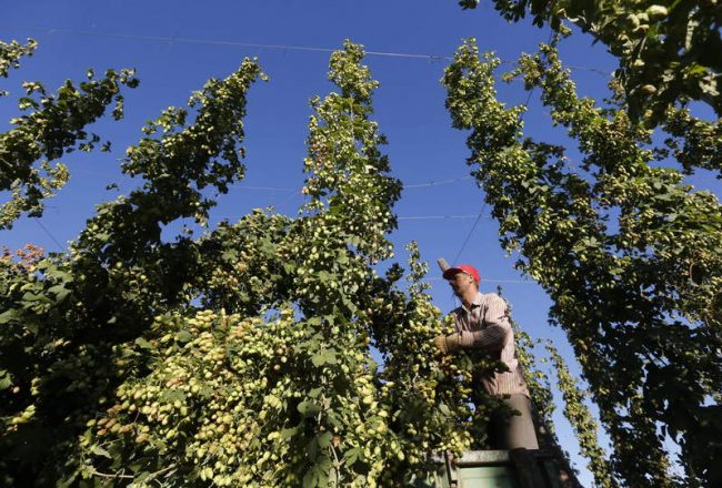 GAVILANES DE ÓRBIGO / LÚPULO / SECADERO DE LÚPULO / RECOGIDA / PELADO Y SECADO