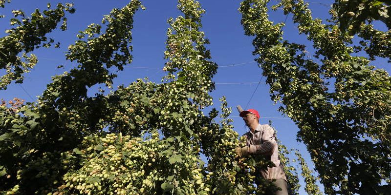 GAVILANES DE ÓRBIGO / LÚPULO / SECADERO DE LÚPULO / RECOGIDA / PELADO Y SECADO
