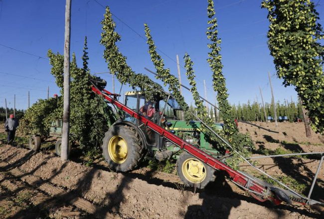 GAVILANES DE ÓRBIGO / LÚPULO / SECADERO DE LÚPULO / RECOGIDA / PELADO Y SECADO