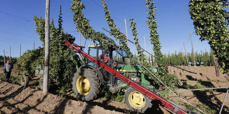 GAVILANES DE ÓRBIGO / LÚPULO / SECADERO DE LÚPULO / RECOGIDA / PELADO Y SECADO