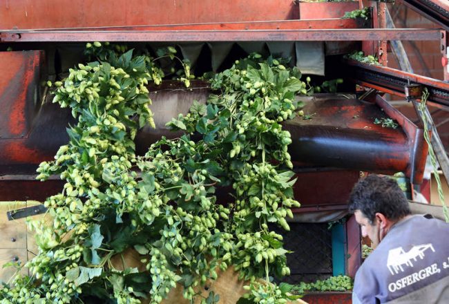 RECOGIDA DE LÚPULO EN VILLANUEVA DE CARRIZO