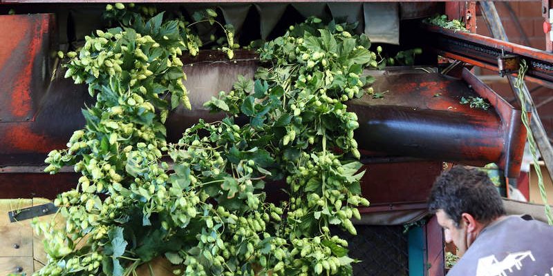 RECOGIDA DE LÚPULO EN VILLANUEVA DE CARRIZO