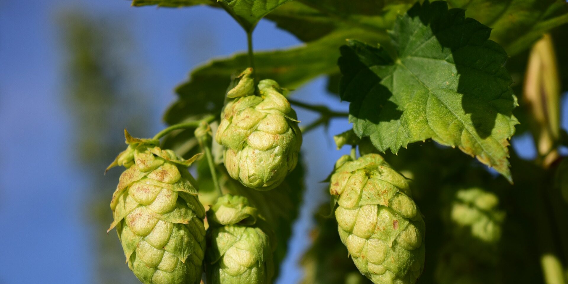 lupulo-maduro lúpulo